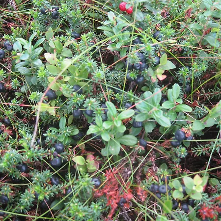 Kro Norefjell - Storhytte Med Jacuzzi Og Fantastisk Beliggenhet 4*